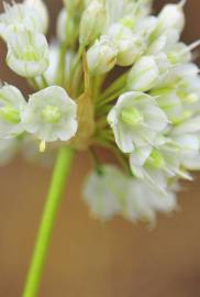 Fotografia da espécie Allium paniculatum subesp. paniculatum