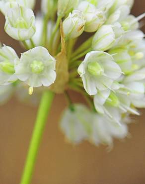 Fotografia 8 da espécie Allium paniculatum subesp. paniculatum no Jardim Botânico UTAD