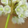 Fotografia 8 da espécie Allium paniculatum subesp. paniculatum do Jardim Botânico UTAD