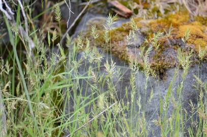 Fotografia da espécie Anthoxanthum aristatum subesp. aristatum