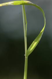 Fotografia da espécie Anthoxanthum aristatum subesp. aristatum