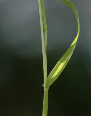 Fotografia 9 da espécie Anthoxanthum aristatum subesp. aristatum no Jardim Botânico UTAD