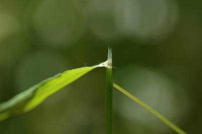 Fotografia da espécie Anthoxanthum aristatum subesp. aristatum