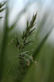 Fotografia da espécie Anthoxanthum aristatum subesp. aristatum