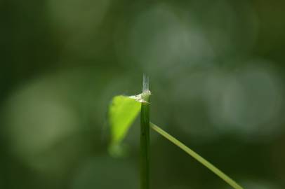 Fotografia da espécie Anthoxanthum aristatum subesp. aristatum