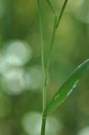 Fotografia da espécie Anthoxanthum aristatum subesp. aristatum