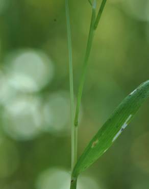 Fotografia 16 da espécie Anthoxanthum aristatum subesp. aristatum no Jardim Botânico UTAD