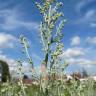 Fotografia 16 da espécie Artemisia absinthium do Jardim Botânico UTAD