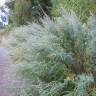 Fotografia 17 da espécie Artemisia absinthium do Jardim Botânico UTAD