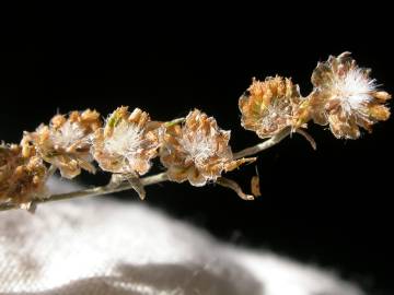 Fotografia da espécie Artemisia absinthium