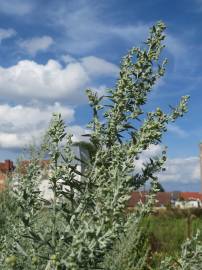 Fotografia da espécie Artemisia absinthium