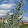 Fotografia 19 da espécie Artemisia absinthium do Jardim Botânico UTAD