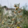 Fotografia 20 da espécie Artemisia absinthium do Jardim Botânico UTAD