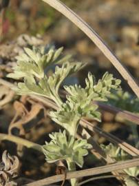 Fotografia da espécie Artemisia absinthium