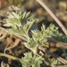 Fotografia 21 da espécie Artemisia absinthium do Jardim Botânico UTAD