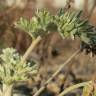 Fotografia 22 da espécie Artemisia absinthium do Jardim Botânico UTAD