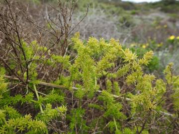 Fotografia da espécie Asparagus acutifolius