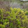 Fotografia 15 da espécie Asparagus acutifolius do Jardim Botânico UTAD