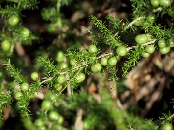 Fotografia da espécie Asparagus acutifolius