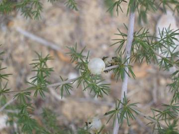 Fotografia da espécie Asparagus acutifolius