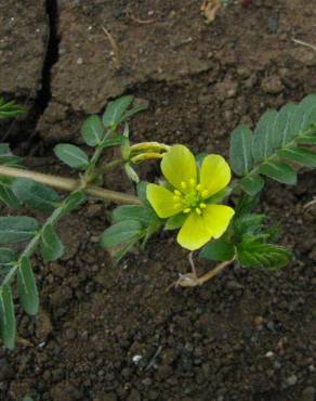 Fotografia 6 da espécie Tribulus terrestris subesp. terrestris no Jardim Botânico UTAD