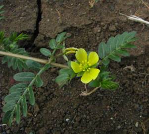 Fotografia da espécie Tribulus terrestris subesp. terrestris