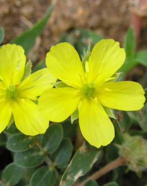 Fotografia 11 da espécie Tribulus terrestris subesp. terrestris no Jardim Botânico UTAD