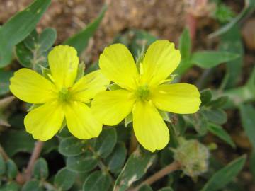 Fotografia da espécie Tribulus terrestris subesp. terrestris