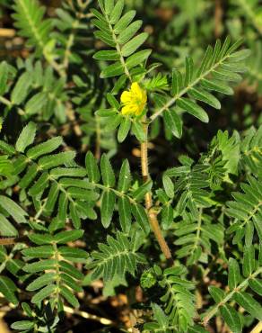 Fotografia 12 da espécie Tribulus terrestris subesp. terrestris no Jardim Botânico UTAD