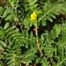 Fotografia 12 da espécie Tribulus terrestris subesp. terrestris do Jardim Botânico UTAD