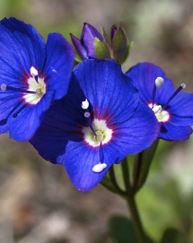 Fotografia de capa Veronica fruticans subesp. fruticans - do Jardim Botânico