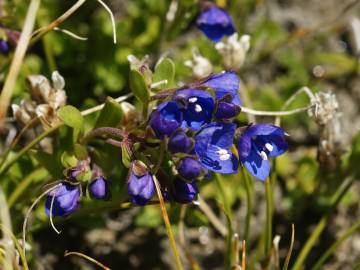 Fotografia da espécie Veronica fruticans subesp. fruticans