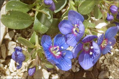 Fotografia da espécie Veronica fruticans subesp. fruticans