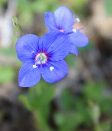 Fotografia da espécie Veronica fruticans subesp. fruticans