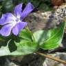 Fotografia 5 da espécie Vinca major subesp. major do Jardim Botânico UTAD