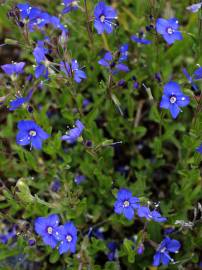 Fotografia da espécie Veronica fruticans subesp. fruticans