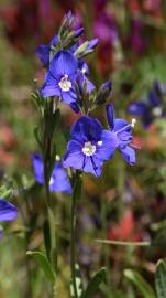 Fotografia da espécie Veronica fruticans subesp. fruticans