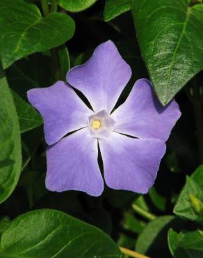 Fotografia 6 da espécie Vinca major subesp. major no Jardim Botânico UTAD