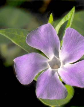 Fotografia 8 da espécie Vinca major subesp. major no Jardim Botânico UTAD