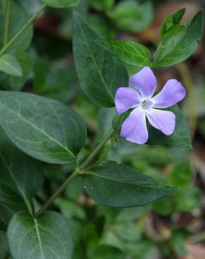 Fotografia 9 da espécie Vinca major subesp. major no Jardim Botânico UTAD