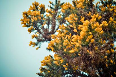 Fotografia da espécie Ulex europaeus subesp. europaeus