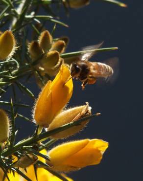 Fotografia 5 da espécie Ulex europaeus subesp. europaeus no Jardim Botânico UTAD