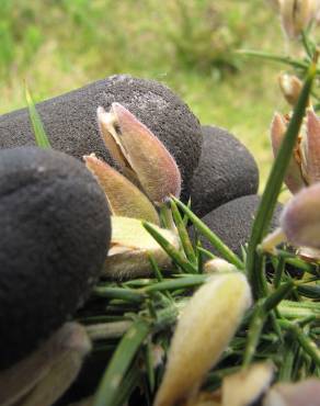 Fotografia 6 da espécie Ulex europaeus subesp. europaeus no Jardim Botânico UTAD