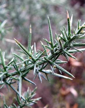 Fotografia 7 da espécie Ulex europaeus subesp. europaeus no Jardim Botânico UTAD