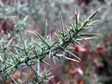 Fotografia da espécie Ulex europaeus subesp. europaeus