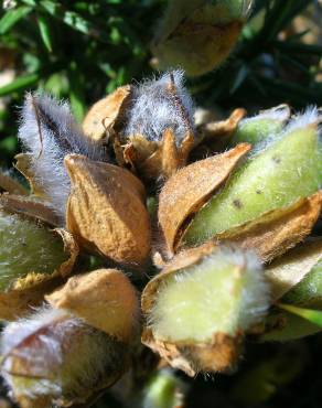 Fotografia 8 da espécie Ulex europaeus subesp. europaeus no Jardim Botânico UTAD