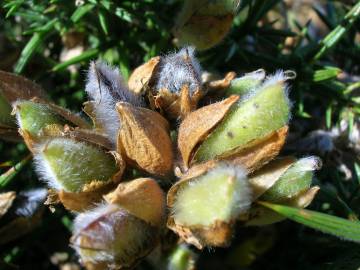 Fotografia da espécie Ulex europaeus subesp. europaeus