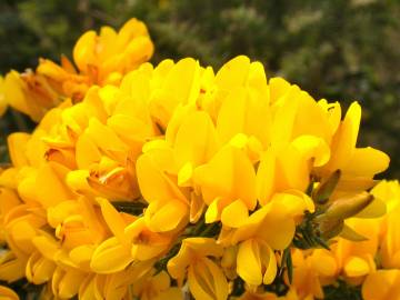 Fotografia da espécie Ulex europaeus subesp. europaeus