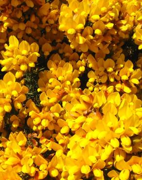 Fotografia 13 da espécie Ulex europaeus subesp. europaeus no Jardim Botânico UTAD