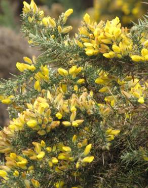 Fotografia 14 da espécie Ulex europaeus subesp. europaeus no Jardim Botânico UTAD